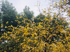 景观位-凤来栖·净庭院·火锅(欧尚店)