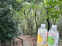 -上海佘山国家森林公园天马山园