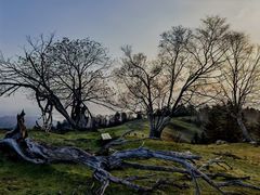 -朝族高丽火盆(长白山总店)