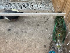 -廊坊固安福朋喜来登酒店
