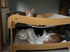 -pd派德宠物中心医院24H急重症·眼科中心·血液透析中心(嵩山北路店)