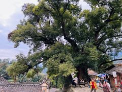 -杨家堂村