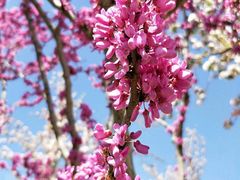 -海棠花溪(元大都城垣遗址公园)