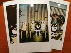 -柴迷FANS CLUB·柴犬狗咖·猫咖