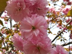 -高东镇樱花园