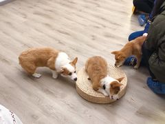-浣熊柯尔鸭土拨鼠·电玩咖