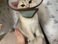 -艾贝尔宠物医院·狂犬免疫点(江山金象城店)