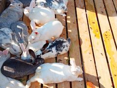 -羊亭河湿地公园