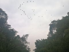 -大湾区中央湿地公园
