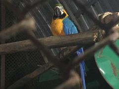 -清迈夜间动物园