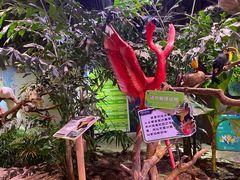 -正佳雨林生态植物园