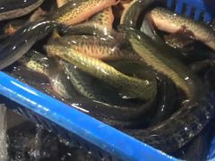 -邱氏胖泥鳅(大堰店)
