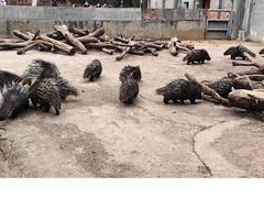 -昆明动物园