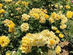 -武汉紫薇都市田园