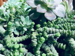 -苍山感通索道