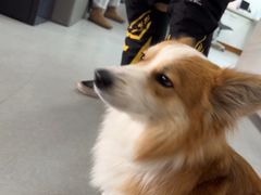 -瑞派雷欧宠物医院·中兽医·眼科·急重症转诊中心(黄台店)