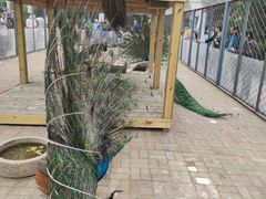 -长白岛森林公园