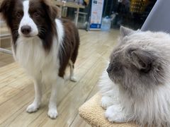 -狗不理喵子(百富路店)