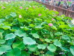 -莲花池公园