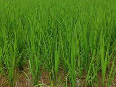 -前小桔亲子创意农场·草莓采摘·露营烧烤