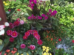 -梅陇花鸟市场-停车场