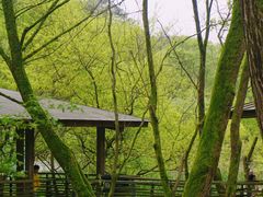 -西湖风景区-江洋畈生态公园