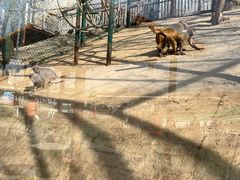-北京鹿世界主题园