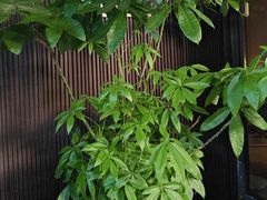 -阿伟海鲜楼·福建菜(涵江店)