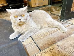 -青木造型HAIR·あおき髪を刈る潮人店