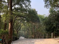 -上海佘山国家森林公园东门地面停车场
