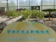 -观光南瓜园