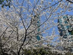 -陆家嘴中心绿地