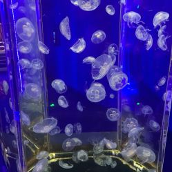 -未来动物城动物主题公园(大悦城店)