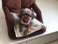-芭比堂动物医院·犬猫全科·异宠专科(雁塔分院)
