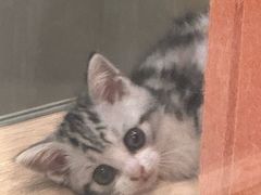 -BABIT巴比特宠物(MOMOPARK店)