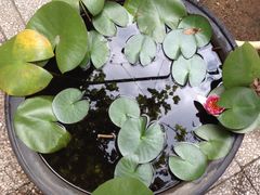 -皇家美孚(麦岛店)