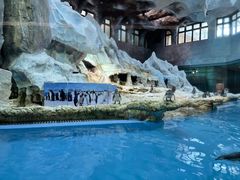 -帝企鹅自助餐厅•儿童岛•真企鹅(长隆企鹅酒店)