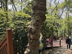 -上海佘山国家森林公园天马山园