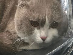 -瑞派康怡24h宠物医院·犬猫医疗中心·微创绝育(瑞景分院)