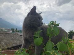 -喵屿·大理花园猫咖
