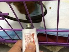 -喜多萌中农锦绣动物医院24H·猫科·牙科MRI·CT