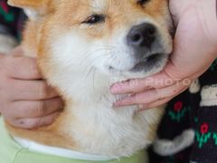 -怪兽屋·羊驼·猫咖·狗咖(俊华广场店)