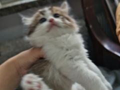 -欣宠猫屋·矮脚拿破仑·蓝金金渐层