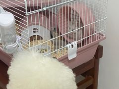 -武汉花鸟市场