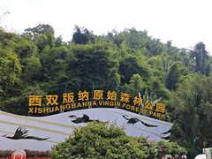 -西双版纳原始森林公园