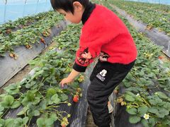 -喜杨洋草莓采摘园