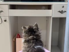 -宠物星动物医院·眼科·异宠·猫科(江南大道总院)