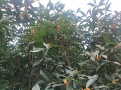 -阿斯牛牛·凉山菜(新会展店)