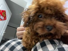 -翊宠yipet猫狗购宠庄园犬舍•猫舍