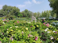 -莲花池公园